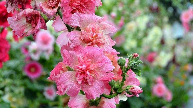 「2021員林蜀葵花季」免費入園！