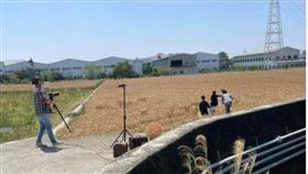 台中大雅寶興宮旁麥田，新人拍婚紗照擅闖未收成麥田，踐踏農作物，遭網友撻伐(圖／翻攝自爆料公社臉書)