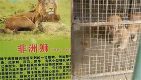 動物園獅籠里關一隻黃金獵犬　遊客：錢不錢無所謂　圖／翻攝自看看新聞微博