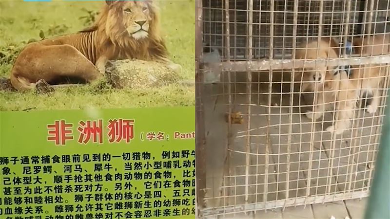 逛動物園非洲獅區　家長一看本尊汗顏