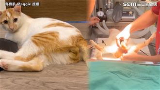 貓咪結紮畫面曝　麻醉摘蛋過程網驚呼