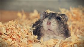 倉鼠,寵物,冬眠,僵硬,誤埋,死亡,復活,圖／翻攝自pixabay