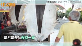 ▲YouTube頻道「江江看觀音」，拍攝影片揭秘神豬的製作過程。（圖／烏骨肌 Maggie 授權）