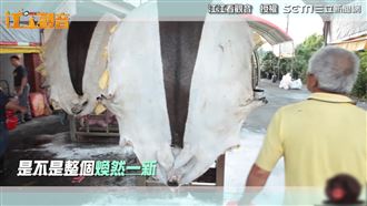 整片豬皮取下修整　神豬製作過程曝