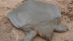 ▲商作冊般青銅黿（圖／翻攝自百度百科） 