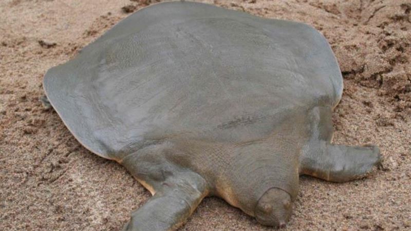 老翁釣1「怪龜」　專家驚：值75億