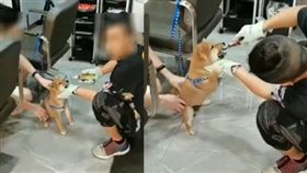 男子不滿柴犬咬傷友人，竟拿老虎鉗拔狗狗牙齒。（圖／翻攝自《頭條新聞》）