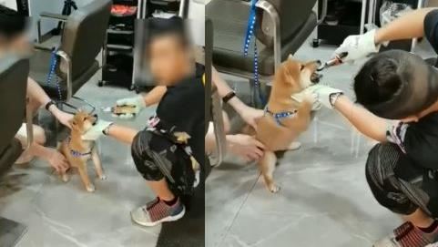 柴犬遭鉗子拔牙！狠男笑：我還算仁慈