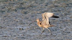 台澳合作追蹤瀕危黦鷸　台灣是重要休息站（圖／特生中心提供）