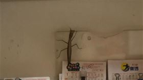 螳螂象徵財神，威力彩頭獎3.68億，一人獨得，台中市北屯區幸運商行