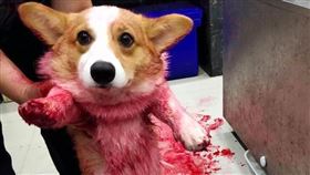 泰國,柯基犬,寵物,糖漿,血泊,狗狗（圖／翻攝自BLABLA-b๋oo-Premium Dog Cafe 臉書）
