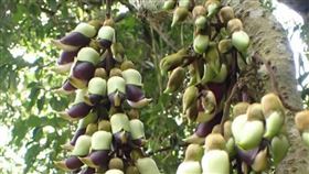 最近在山谷溪流邊可能會見到一串串猶如紫紅色的風鈴垂掛在樹梢，這種名為「血藤」的植物，能看到它開花十分難得，因花期短短7天，傳說看見血藤花會帶來幸福。（讀者薛惠芳提供）中央社記者李先鳳傳真　110年3月30日