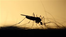 蚊子，蚊蟲叮咬（圖／翻攝自pixabay）