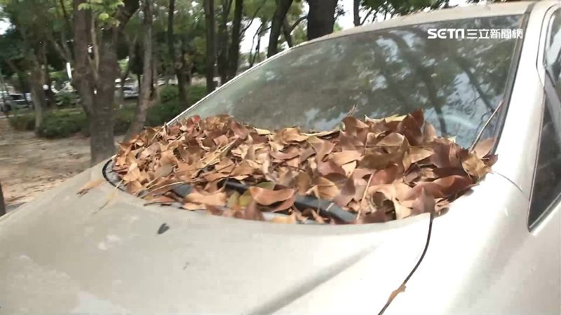 茄苳樹狂落葉害摔車　婦控遭互踢皮球