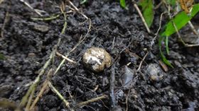 小西氏石櫟松露（農委會林試所提供）