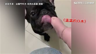 法鬥舔6月嬰小腳　口水攻擊整隻全濕