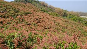 枯水乾旱  台南芒果種植影響不大正值乾旱缺水，目前台南芒果生育期是花期接近尾聲，開始進入著果階段，4月是關鍵時刻，但現階段對台南芒果種植影響不大。圖為台南市南化山區盛開的芒果花。（台南市政府提供）中央社記者張榮祥台南傳真  110年3月30日