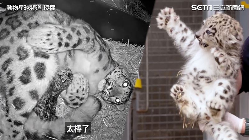 稀有雪豹誕下3孩！生產畫面罕見曝光