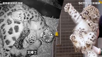 稀有雪豹誕下3孩！生產畫面罕見曝光