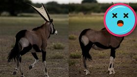 非洲,南非,波札那,羚羊,罕見,蜘蛛網,互利共生