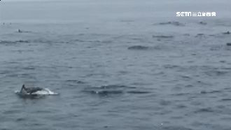 百隻海豚海面飛騰　遊客嗨喊：又來了