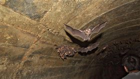 武漢肺炎，蝙蝠（圖／國立臺灣師範大學提供）