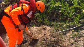 綠蠵龜 ▲由於綠蠵龜已死亡，海巡人員將其就地掩埋。（圖／CTWANT提供）