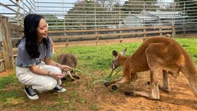 餵袋鼠，埔心牧場，紅袋鼠,紅大袋鼠,埔心牧場提供