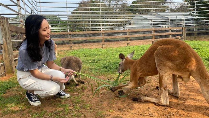 全台唯一！近距離「餵袋鼠」就在埔心