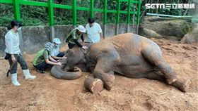 台北動物園,亞洲象,友愷。圖/台北動物園提供