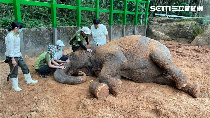 39歲亞洲象健康出狀況？動物園回應