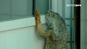綠鬣蜥敲門1200