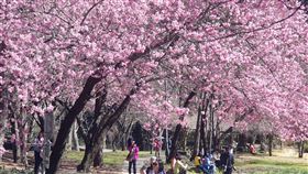 武陵農場賞櫻人潮多武陵農場櫻花季疏運管制將於3月1日結束，民眾把握連假期間前往，28日武陵農場賞櫻人潮多。（武陵農場提供）中央社記者郝雪卿傳真　110年2月28日