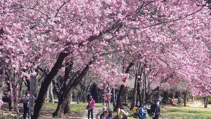 全台花海拍不完　8大熱門賞花景點曝