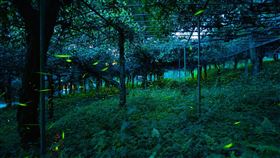 那瑪夏賞螢季浪漫登場。（圖／翻攝自高雄市那瑪夏區公所臉書）