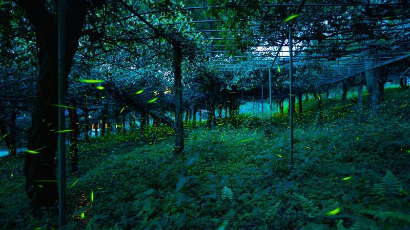 最接近天堂的地方！那瑪夏賞螢季登場