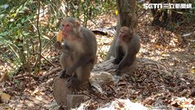 獼猴,人類,搶食