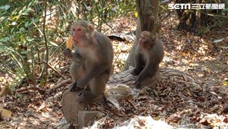 直擊！獼猴兇悍搶食　搶走記者下午茶