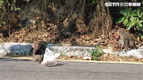 獼猴,人類,搶食