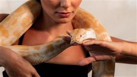 蛇。（圖／翻攝自pexels）