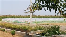 不怕死！阿婆連2天蹲田「狂撿哈密瓜」他傻眼：就說有毒了（圖／翻攝自爆怨2公社）