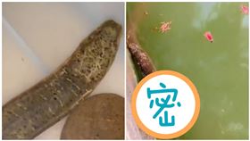 河邊放生養5年鱔魚 驚人反應飼主看哭：太有靈性（圖／翻攝自掌聞視訊）