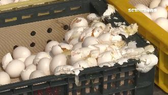 蛋車違停人行道　貨車擦撞蛋汁噴滿地