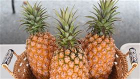 鳳梨（農委會提供）