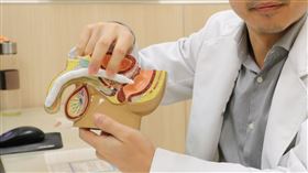 男性生殖器,模型(圖/翻攝畫面)