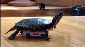 龜龜滑行網笑翻　嗨唱：衝衝引擎發動
我們常用「龜速」來形容一個人動作緩慢，但你有看過身手矯健的烏龜嗎？一名網友在臉書社團「動物梗圖星球」分享一部影片，片中的龜龜動作敏捷俐落，絕對顛覆你的想像。
https://www.facebook.com/100018000738458/videos/583925378884148
圖／翻攝自動物梗圖星球臉書社團