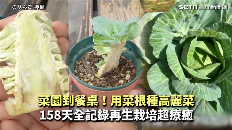 用菜根種一顆高麗菜　再生栽培超療癒