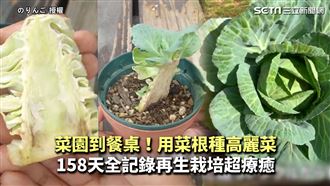 用菜根種一顆高麗菜　再生栽培超療癒
