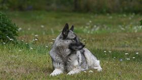 挪威獵麋犬　圖／翻攝自Pixabay