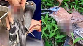 虐鳥,新竹公園,邵柏虎